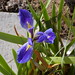 Brenda Marsh Photo 45