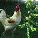 Fred Crow Photo 6
