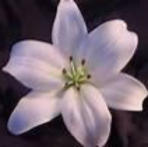Stephanie Bell Photo 10