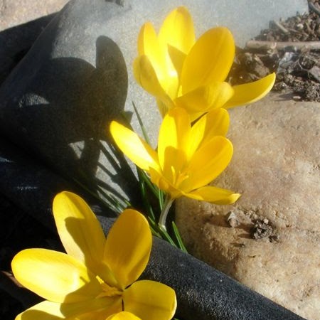Joyce Miles Photo 3