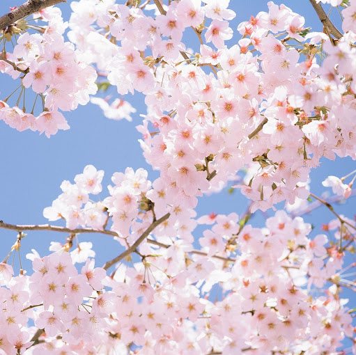 Sarah Choi Photo 20