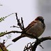 Albert Sparrow Photo 8