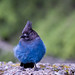 Jay Call Photo 8