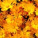 Ann Powers Photo 9