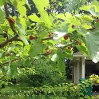 Geraldine Robinson Photo 18