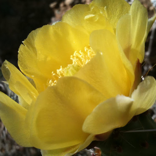 Janet Brown Photo 38