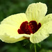 Vong Vang Photo 34