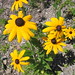 Susan Mcgregor Photo 35