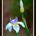 Michelle Constantin Photo 8