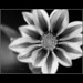 Alejandro Valladares Photo 29