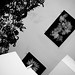 Ebon Sharp Photo 7