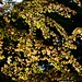David Maple Photo 3