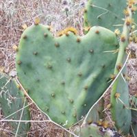 Connie Schultz Photo 17