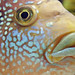 Jack Dempsey Photo 33