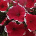 Flora Busch Photo 3
