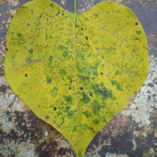 Janice Moore Photo 51