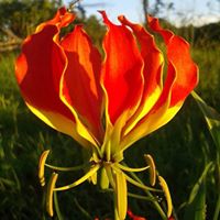 Elizabeth Howe Photo 16