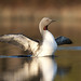Mark Hamblin Photo 41