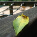 Jane Paulus Photo 22