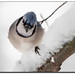 Jay Caputo Photo 11