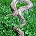 Gerald Thomas Photo 19