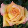 Gail Olsen Photo 25
