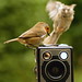 Robin Six Photo 10