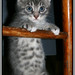 Casper Gray Photo 7