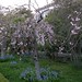 Elizabeth Gamble Photo 42