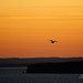 Phillip Bell Photo 46
