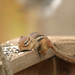 Linda Burrow Photo 21