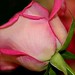Gail Rose Photo 40