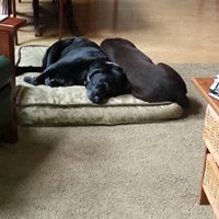 Sherry Pickett Photo 14