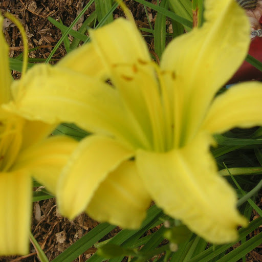 Gail Wood Photo 31