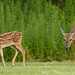 Fawn Morris Photo 12