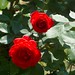 Rose Ferrante Photo 14