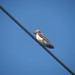 Steven Demas Photo 10
