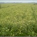 Che Vang Photo 19