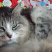 Casper Gray Photo 11
