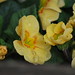Deborah Flowers Photo 31