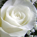Sandy Whiting Photo 26