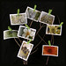 Sara Forman Photo 23