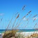 Janice Gregory Photo 16