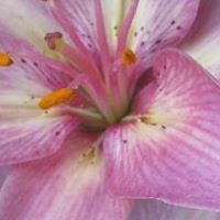 Rose Elliott Photo 19