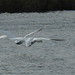 Joyce Miles Photo 37