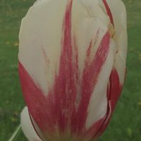 Nancy Thompson Photo 35