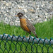 Robin Stone Photo 31