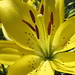 Robin Lowe Photo 17