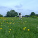 Harry Meadows Photo 5