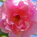Rose Reynolds Photo 14